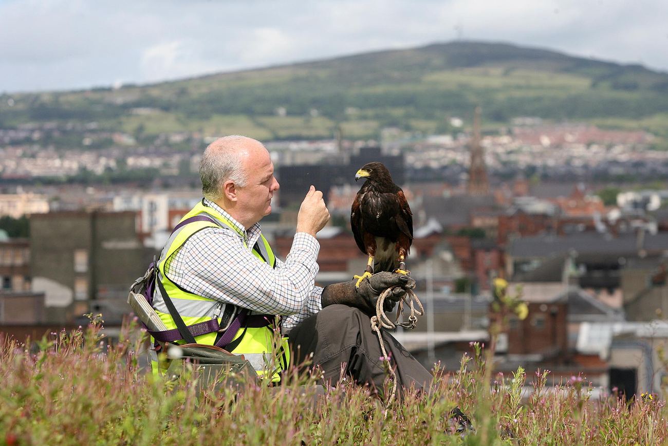 A falconer crouched on a rooftop with a Harris hawk, Belfast behind