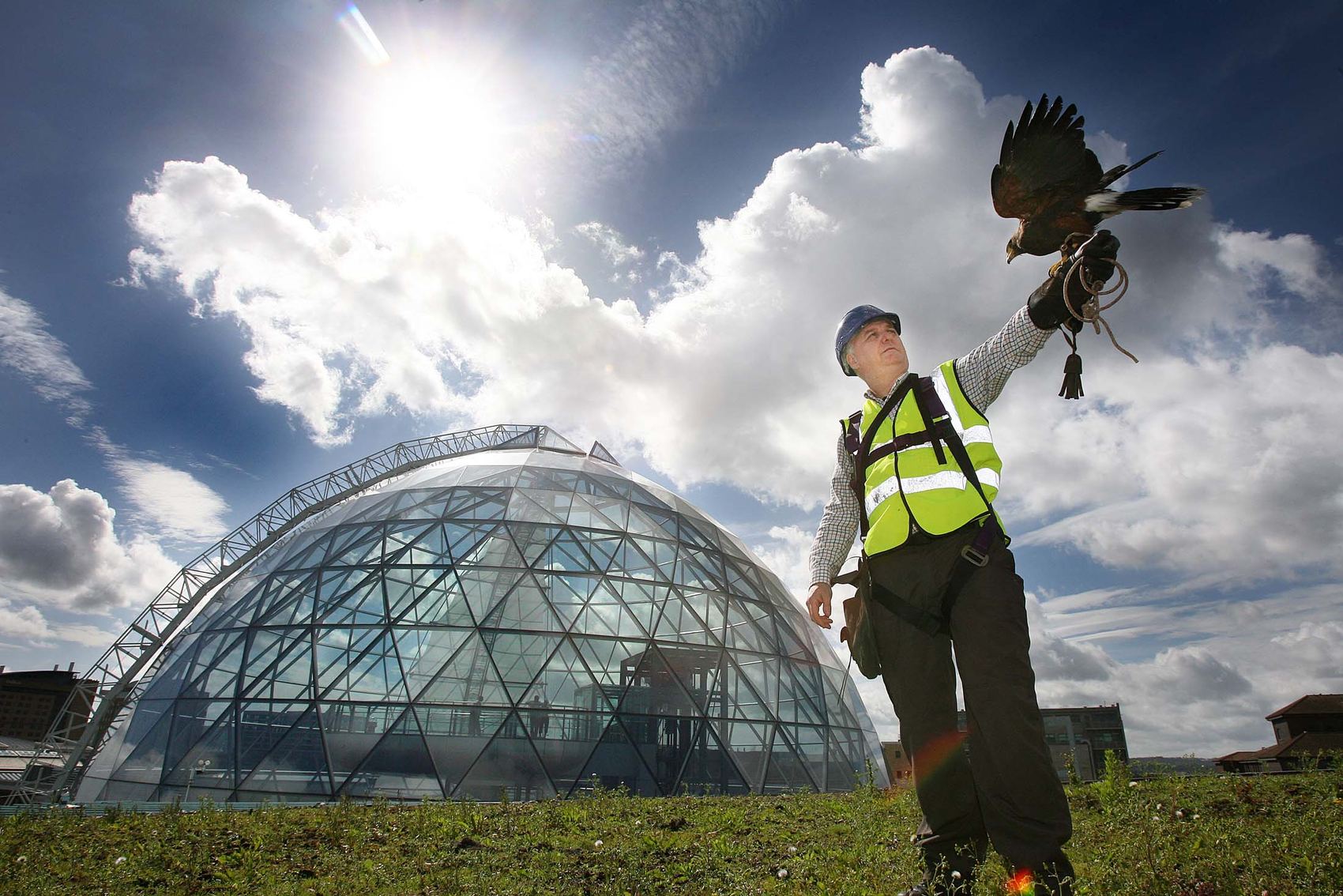 A falconer with a Harris hawk landing on his glove above Belfast